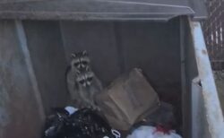 ゴミ箱の中にアライグマの子供、無事に救助され母親と再会【動画】