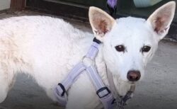 米国立公園で1カ月も行方不明になっていたワンコを発見、飼い主と再会