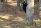 小さいけれど勇敢な犬、クマを木に追い詰め、庭から追い出す【動画】