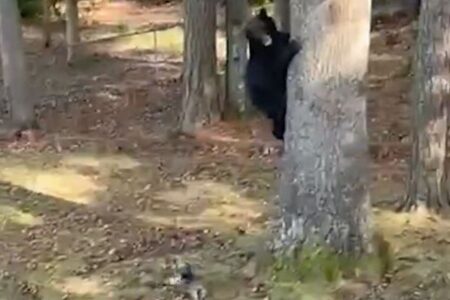 小さいけれど勇敢な犬、クマを木に追い詰め、庭から追い出す【動画】