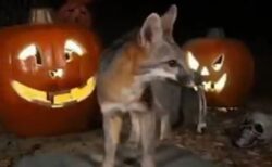 カリフォルニア州で、ハロウィーンをテーマにした野生動物の姿を撮影