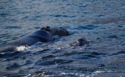アルゼンチン南部でクジラの赤ちゃんが大量死、科学者が原因を探る