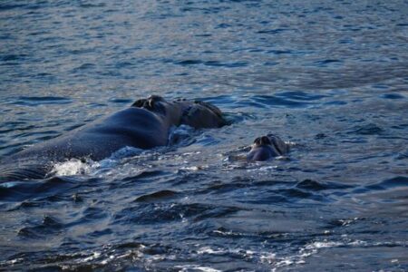 アルゼンチン南部でクジラの赤ちゃんが大量死、科学者が原因を探る