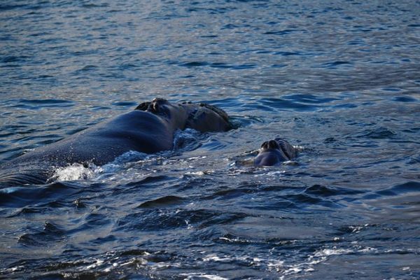 アルゼンチン南部でクジラの赤ちゃんが大量死、科学者が原因を探る