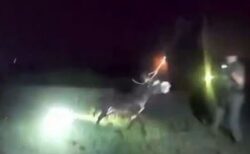 米警察官が生後1歳のロバを射殺、その瞬間の映像が公開される