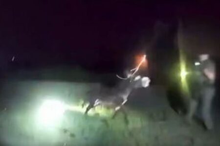 米警察官が生後1歳のロバを射殺、その瞬間の映像が公開される
