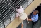 南アフリカ共和国で移民反対デモが続く中、外国籍の男性が50人から殴られ死亡