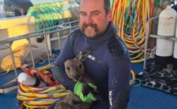 浜辺から2.4kmも離れた沖合に1頭のカンガルー、船員らが救助