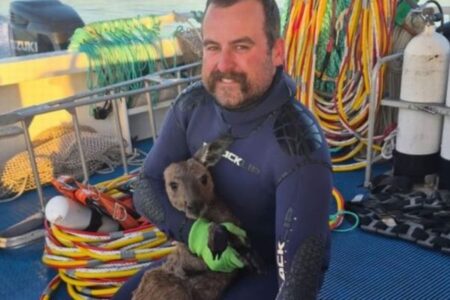 浜辺から2.4kmも離れた沖合に1頭のカンガルー、船員らが救助