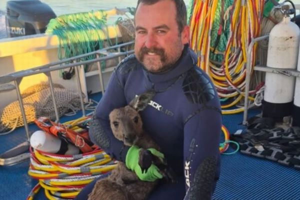 浜辺から2.4kmも離れた沖合に1頭のカンガルー、船員らが救助
