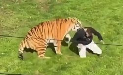 英の動物園で、男性がトラの囲いに入り、襲われて死亡【動画】
