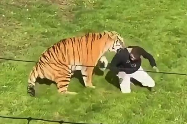 英の動物園で、男性がトラの囲いに入り、襲われて死亡【動画】