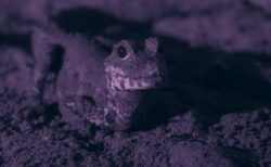 世界最小のワニが洞窟内でコウモリを捕食、研究者が撮影に成功【動画】