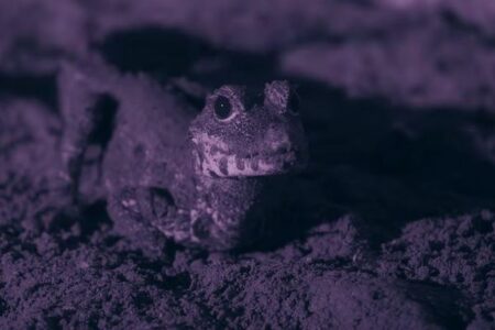 世界最小のワニが洞窟内でコウモリを捕食、研究者が撮影に成功【動画】