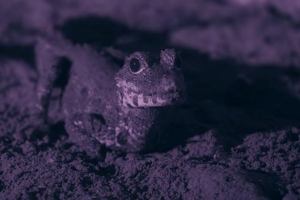 世界最小のワニが洞窟内でコウモリを捕食、研究者が撮影に成功【動画】