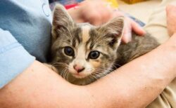 飼い猫の約15匹に1匹が、寄生虫に感染している可能性