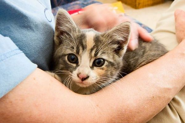 飼い猫の約15匹に1匹が、寄生虫に感染している可能性